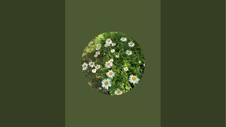 Sunday Walk &amp; Nature Vibes 🌿 | Join me for a relaxing stroll