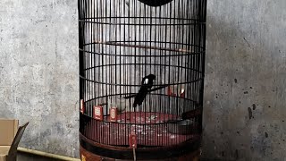 murai NGEJER mbetmen gak perlu lama