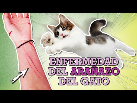 Video: ¿Cómo se transmite la bartonella entre gatos?