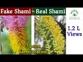 शमी वृक्ष को कैसे पहचाने Shami plant prosopis cineraria Prosopis spicigera identification Fake Shami