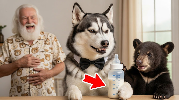 This Bear Cub Thinks the Husky Is His Dad — And Gives Him More Than Love
