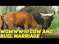 Wowww - Cow And Bull Marriage