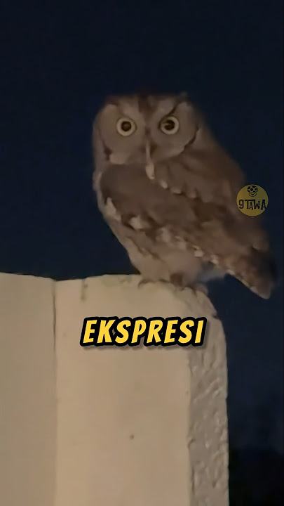 BURUNG HANTU Ga Suka Dikomenin Orang❗😲 #lucu #videoviral #burung