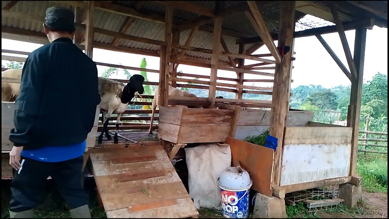 Ngasih makan soang dan kambing