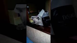 Marcy Kittys Fall Fail