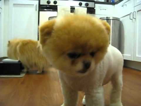 pes pomeranian boo