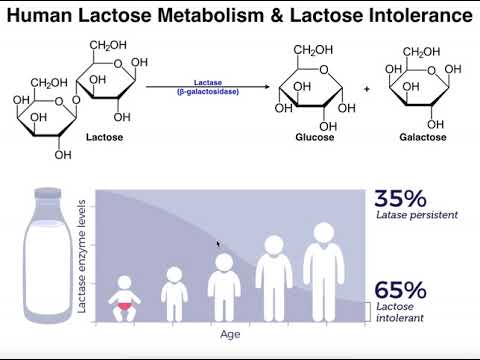 Video: Verschil Tussen Lactose En Lactase