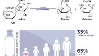 Lactase & the Mechanism of Lactose Intolerance