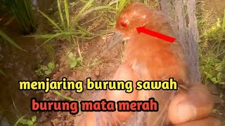 Cara Menjaring burung sawah-burung tikusan mata merah merona