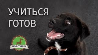 Моя собака познает мир. Обучение и дрессировка щенка.