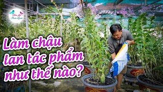 HƯỚNG DẪN CÁCH SANG CHẬU THIẾT KẾ ĐẸP, CÂY KHÔNG CHẾT.