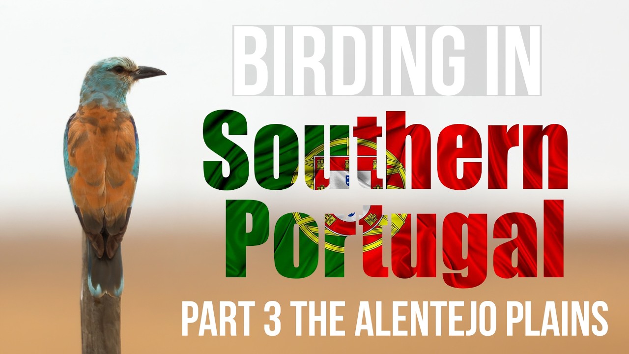 Birding in Southern Portugal Part 3: The Alentejo Plains