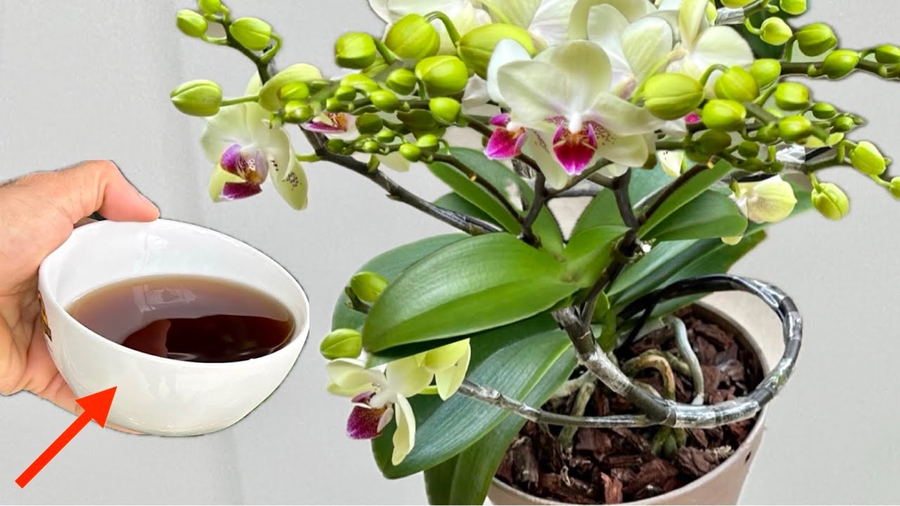 Mỗi tuần 1 Cốc! Phương pháp này Cây Lan nhanh mọc rễ mới và Nở nhiều ...