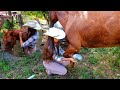 CURANDO O CASCO DA ÉGUA!