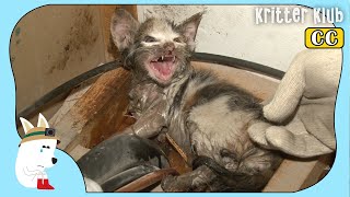 Cat Cry For Help To Save Her Kitten Stuck In Glue Trap l Kritter Klub