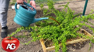 Pour this under gooseberries in spring without fear! The berry will be big and sweet proven! by Amazing garden 2,024 views 3 weeks ago 2 minutes, 27 seconds