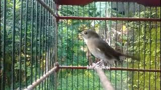 Suara Pancingan SRDC Gacor | srdc memanggil lawan | srdc gacor Emosi