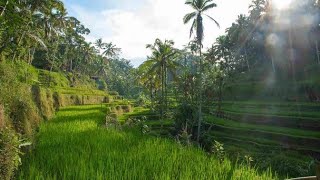 Jagat Dewata - A.A. Raka Sidan ft Dek Ulik. ngiring lestariang gumi Baline  #Baliculture #baliisland