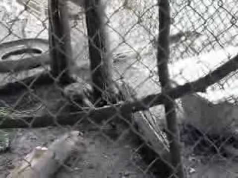 ჩემი ხოხბები