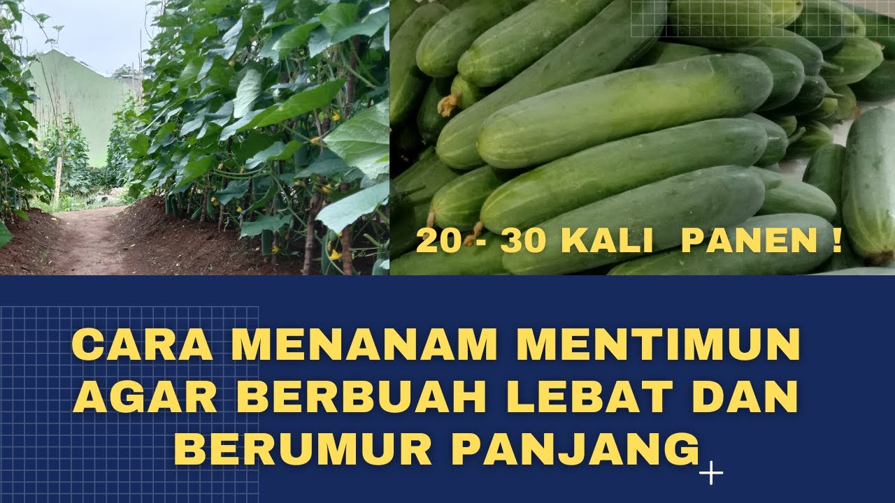 Cara Menanam Mentimun Agar Berbuah Lebat dan Berumur Panjang