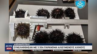 Αλεξανδρούπολη: Ύποπτο Ι.Χ. στην Εγνατία μετέφερε παράνομα χιλιάδες αχινούς – Τρεις συλλήψεις