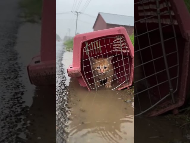 Someone lost his cat in cage under the heavy rain 😭👉🏻#trending #shorts #foryou #viral #cat #fypシ