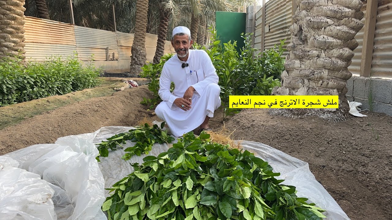 ملش شتلات الترنج داخل مزرعة اللومي الحساوي مع الزعيم ابوسلمان اسرار وخفاياه