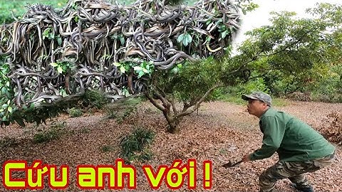 Cuộc Gọi Khẩn Cấp Cả Làng Kh.iếp S.ợ Khi Rắn Bò Vào Khu Dân Cư Gây Nguy H.iểm | Săn Bắt Vùng Cao 