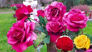 أروع الورود رومانسية في العالم