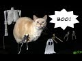 Cats Trick or Treat for Halloween...