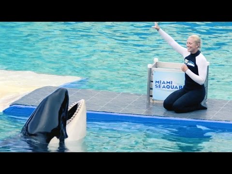 Activists push to free endangered orca Lolita from theme park - YouTube