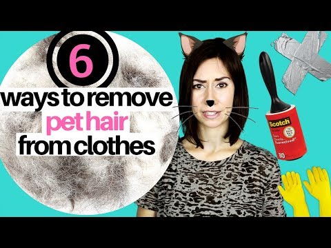 Video: How To Remove Fur From Clothes, Including Cat And Without A Roller