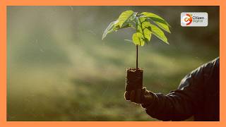 Kikundi cha jamii cha Kaiti Greening Champions chapanda miche shuleni Mutulani, Makueni