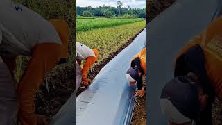 plastic mulch installation techniques on agricultural land #shorts