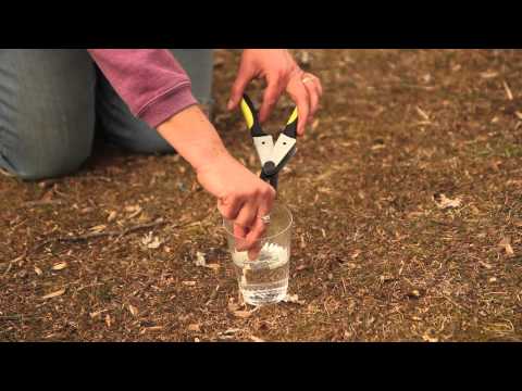 How to Prune Lower Branches of a Rhododendron : Pruning Tips
