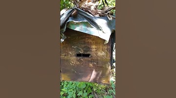 A swarm inside traditional bait hive