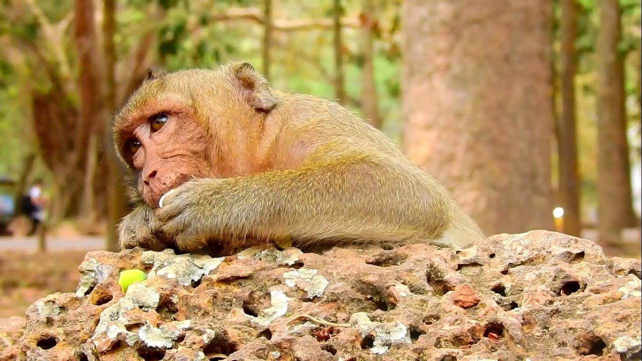 Poor monkey Sweet pea sad never end start from lose till now,Sp need mom to nursing