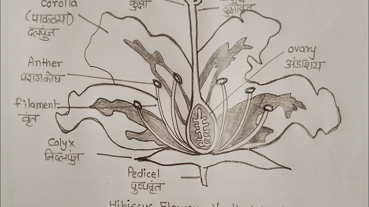 Vertical section of Hibiscus flower.... science diagram...