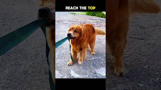 Brave Doggy’s Mission ❤️  #shorts #goldenretriever #cuteanimals #dog #doglove #dogshorts #dogvideos