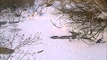 Best Mink Trap Best Mink Set Mink Trapping Actual Catch Bottom Edge Under Ice Secret Mink Sets