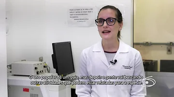 Quais os efeitos colaterais do chá de marcela?