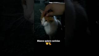 Caricias Gato ?? gatos gato michis mascotas cat cats pets mexico shorts shortsyoutube