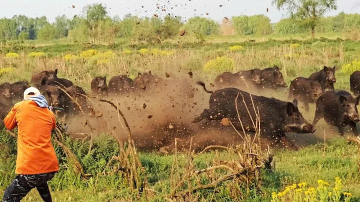 Hundreds of Invasive Wild Boars Invaded the Farm – Here’s How Farmers Fought Back