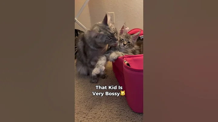 Video 11868031: mainecoon cat cutecat kitten, mainecoon cat kitten cute