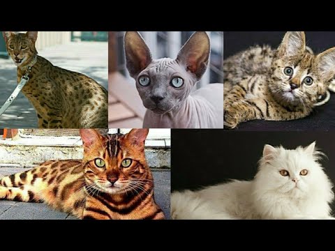 वीडियो: कौन सी बिल्ली की नस्लें हाइपोएलर्जेनिक हैं