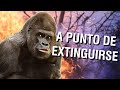 Animales en PELIGRO DE EXTINCIÓN en 2020 y 2021