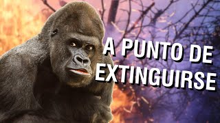 Animales en PELIGRO DE EXTINCIÓN en 2020 y 2021