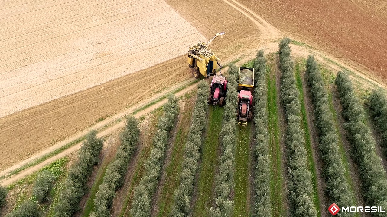 Cosechadora olivar superintensivo VS+ Moresil | High density olive harvester | Raccoglitrice olive