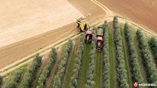 Cosechadora Olivar Superintensivo Vs Moresil High Density Olive Harvester Raccoglitrice Olive