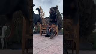 #pitbull #germanshepheard #kangal #canecorso #rottweiler #aggressive #dogbreeds #trending #viral